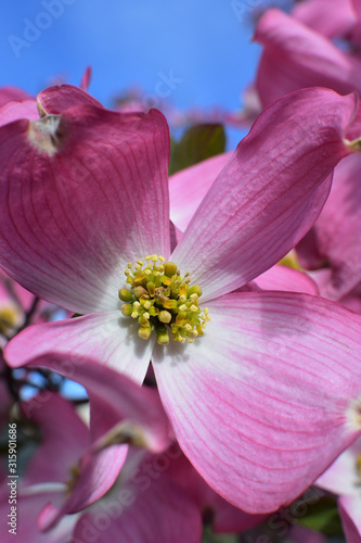 Dogwood  a famous flower in spring