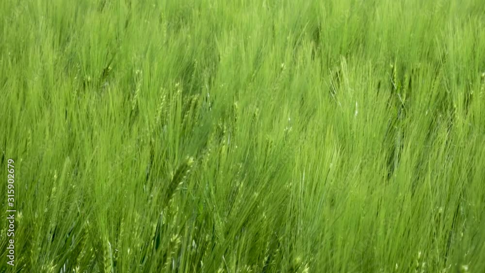 Close-up Field of beautiful spring rye and green wheat closeup for green industry. grass sways in the wind 4k Close-up Field of beautiful spring rye and green wheat closeup for green industry. grass sways in the wind 4k