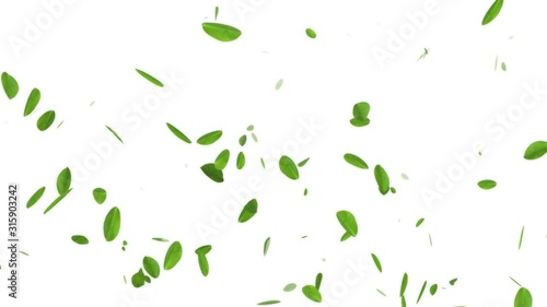 Spring Leaves On White Background/ 4k animation of a spring season background with green leaves flowing with the wind seamless looping