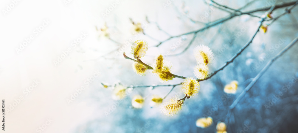 Blooming fluffy willow branches in spring close-up on nature macro with soft focus on a light background. Toning in blue color. - obrazy, fototapety, plakaty 