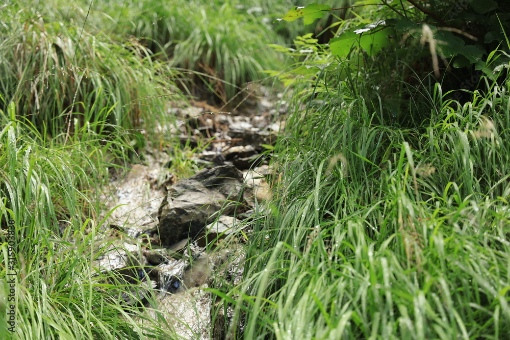 Obraz premium small river in the mountain area with a lot of green
