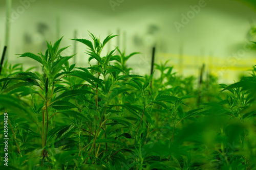 Marijuana cultivation Cannabis