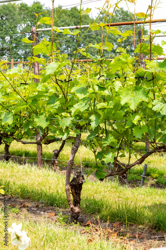 Rows on white wine grape plants on Dutch vineyard in North Brabant