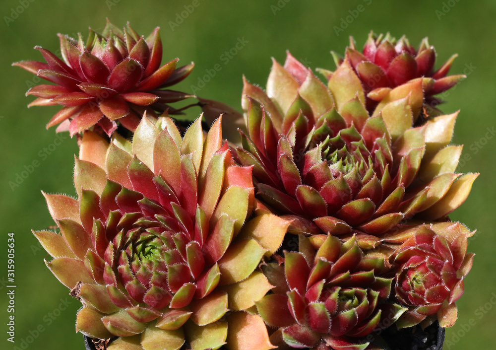 Grun - Rote Sempervivum - Hauswurz Pflanzen Ansicht von oben im Steingarten Detail Grun - Rote Sempervivum - Hauswurz Pflanzen Ansicht von oben im Steingarten Detail