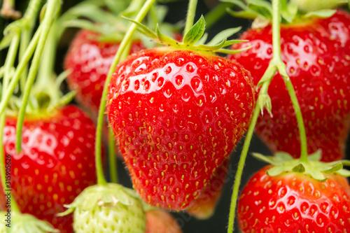 Fresh tasty ripe  red and unripe green strawberries growing on strawberry farm