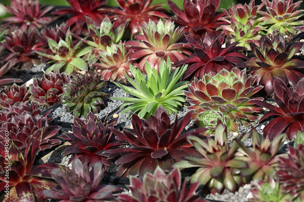 Fototapeta premium Bunte Sempervivum - Hauswurz Pflanzen Vielfalt im Steingarten