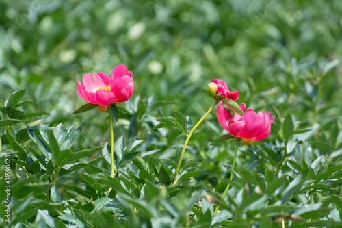 Green nature background with pink peony flowers on farmers field