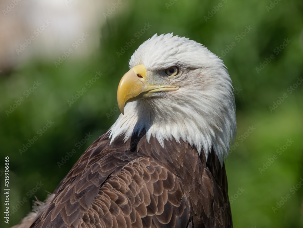 bald eagle female poses for a close up head shot bald eagle female poses for a close up head shot
