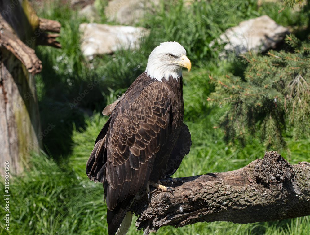 Obraz premium female bald eagle is watching something of interest