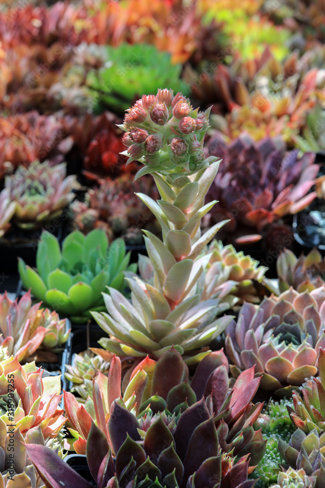 Blühende Sempervivum - Hauswurz Blüten im Steingarten Blühende Sempervivum - Hauswurz Blüten im Steingarten