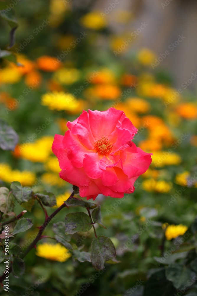Rose, jardin