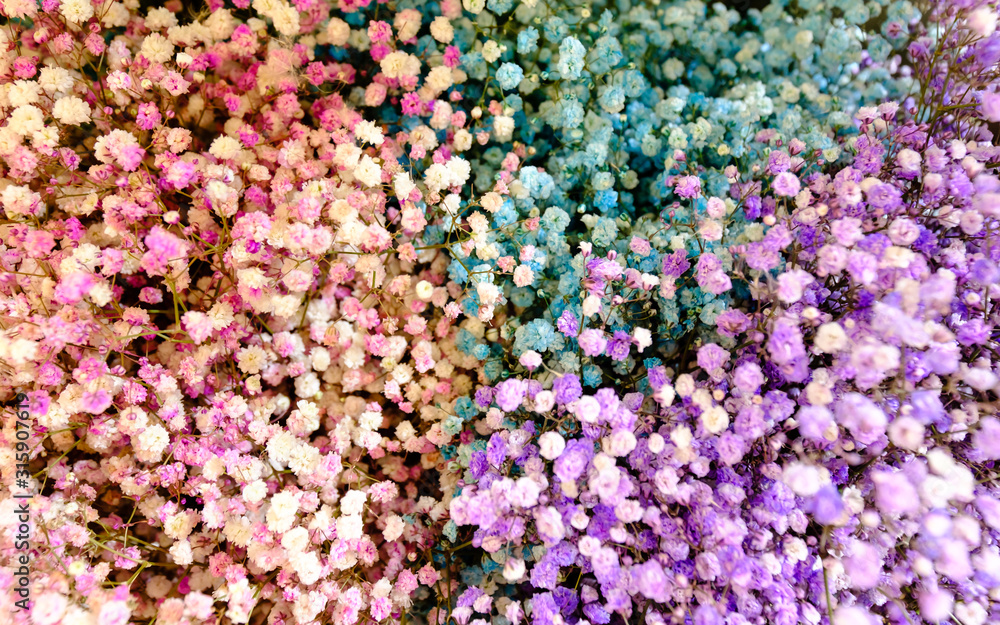 Obraz premium Multi colored gypsophila to bring a bouquet together background