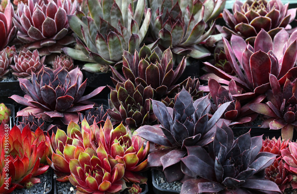 Obraz premium Verschiedene, bunte Sempervivum - Hauswurz Pflanzen in Blumentöpfen im Steingarten