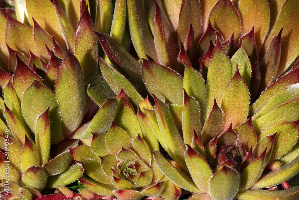 Gelb - Grüne Sempervivum - Hauswurz Pflanze im Steingarten Detail Gelb - Grüne Sempervivum - Hauswurz Pflanze im Steingarten Detail