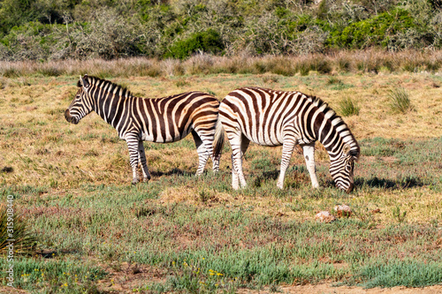 Pair of Burchells Zebra grazing in the aqfternoon sun