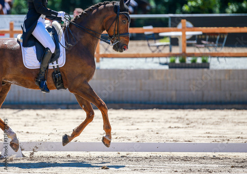 Horse dressage with rider in a "heavy class" at a dressage tournament, photographed in the gallop gallop during the upward movement in close-up with space for text on the right side..