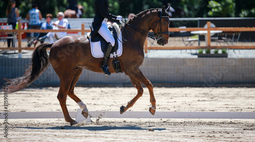 Horse dressage with rider in a "heavy class" at a dressage tournament, photographed in the gait gallop during the upward movement..