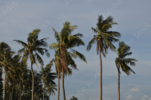 coconut tree © adehan
