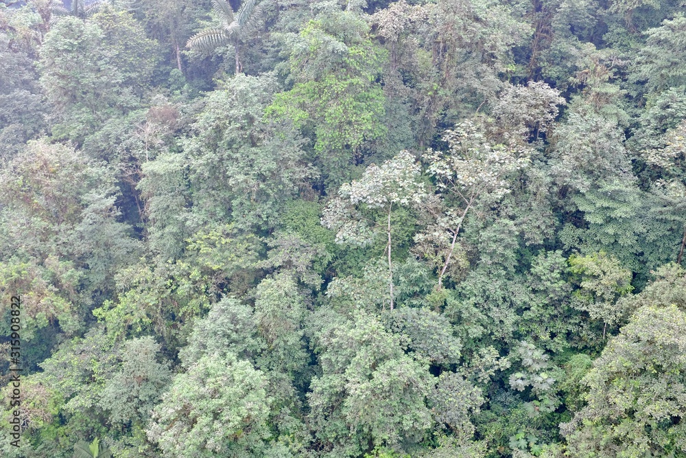 Jungle in the tropical forest in Ecuadors Jungle Jungle in the tropical forest in Ecuadors Jungle