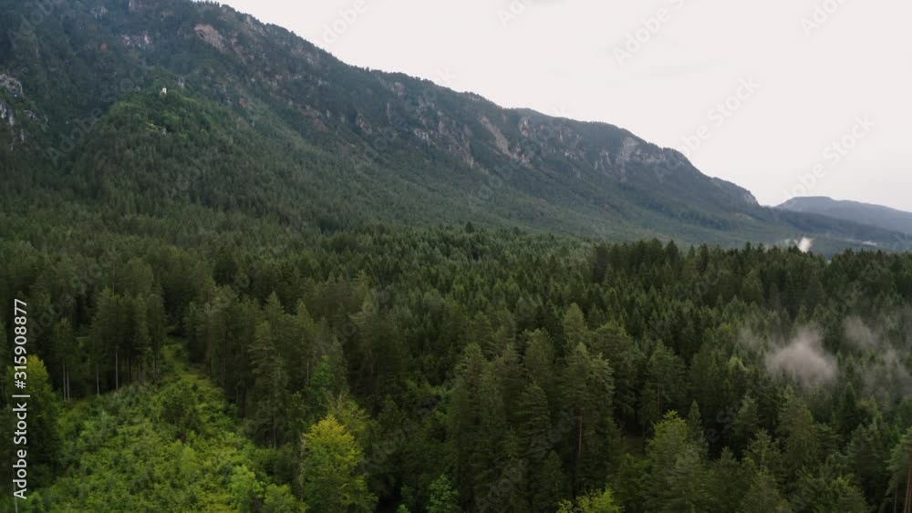 Mountain forest in the Austrian Alps Mountain forest in the Austrian Alps
