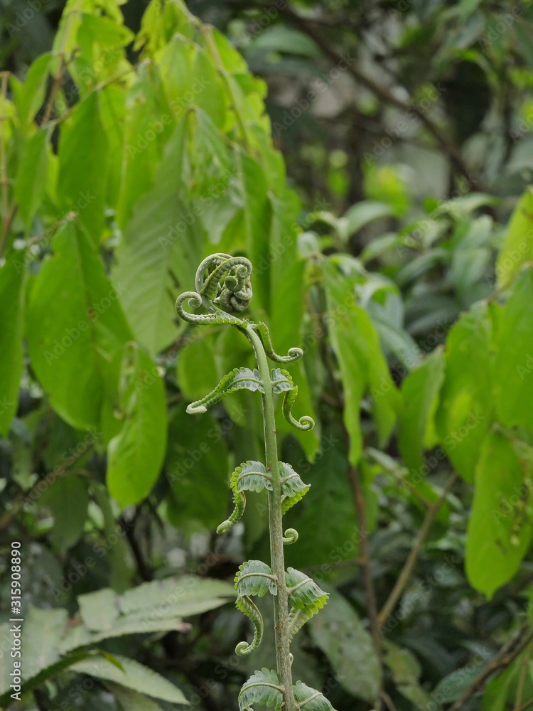 Jungle in the tropical forest in Ecuadors Jungle Jungle in the tropical forest in Ecuadors Jungle