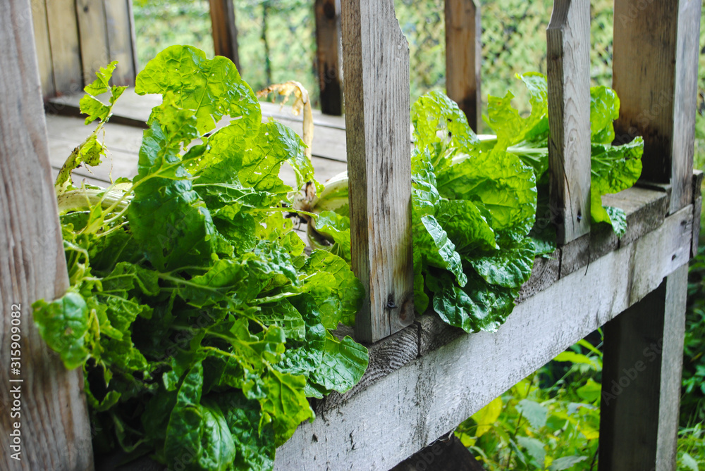 young Chinese cabbage small crop lies in the fresh air on  porch