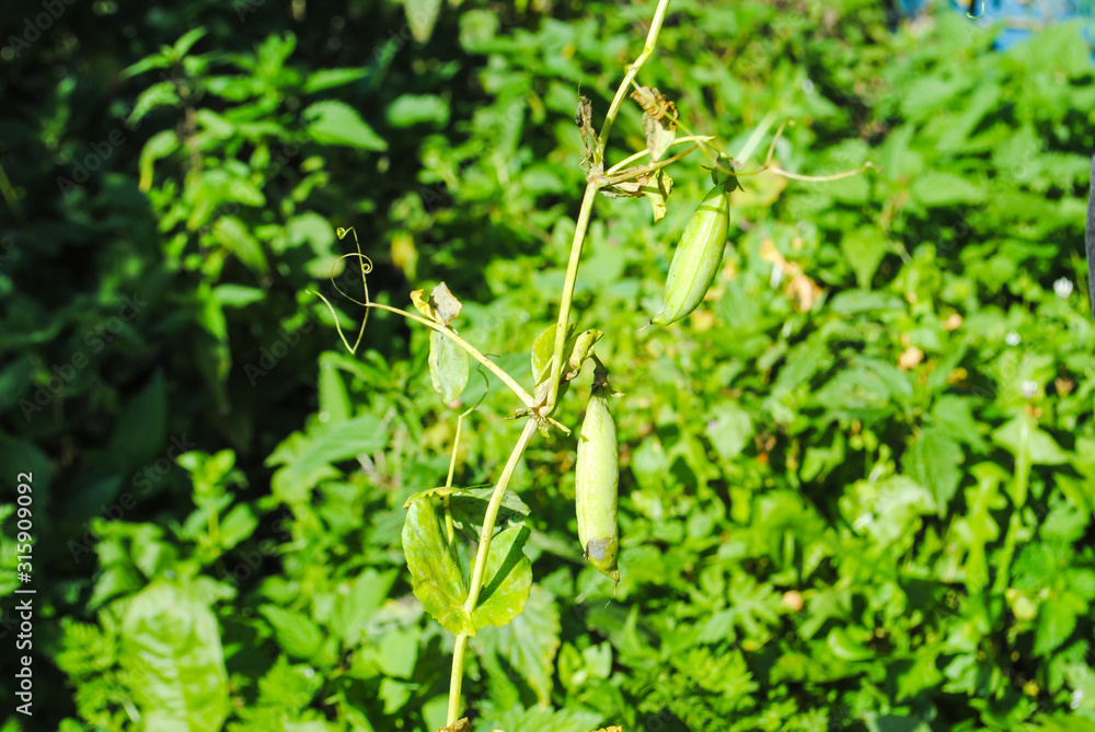Naklejka premium young small green pea seedlings grow in a garden