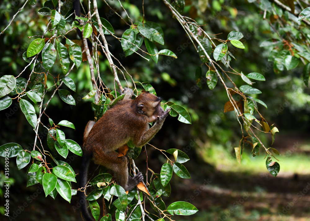 young monkeys sit on branches in a tropical garden young monkeys sit on branches in a tropical garden