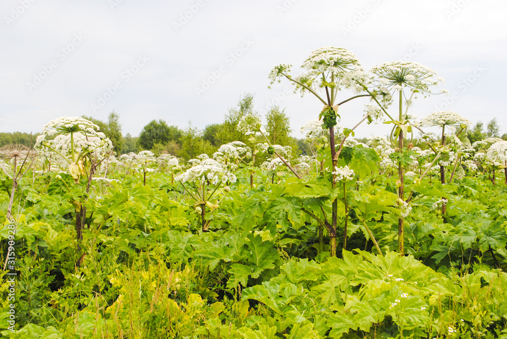 green field of large blooming hogweeds cloudy