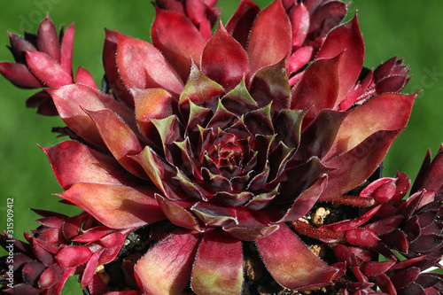 Orange Sempervivum - Hauswurz Pflanze im Steingarten Detail