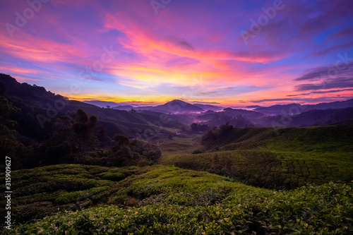 Cameron Highlands Tea plantations © NEWTRAVELDREAMS