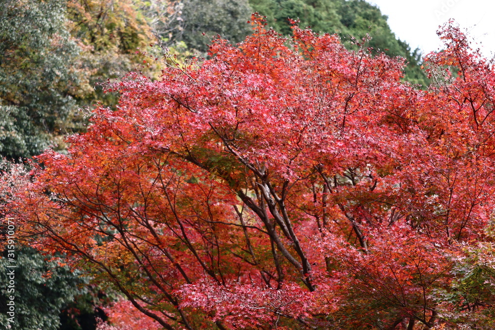 日本 紅葉 絶景 日本 紅葉 絶景