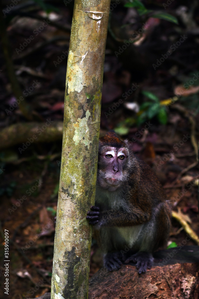Fototapeta premium monkey with an amazing grimace sits on a tree branch