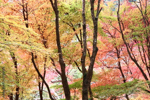 日本 紅葉 絶景