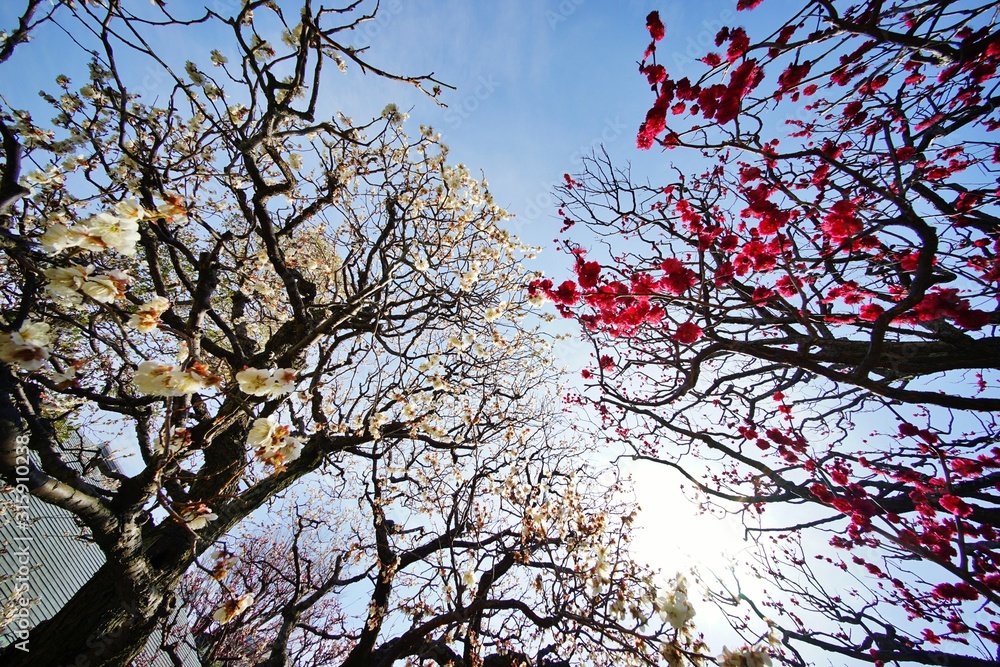 紅白の梅 紅白の梅