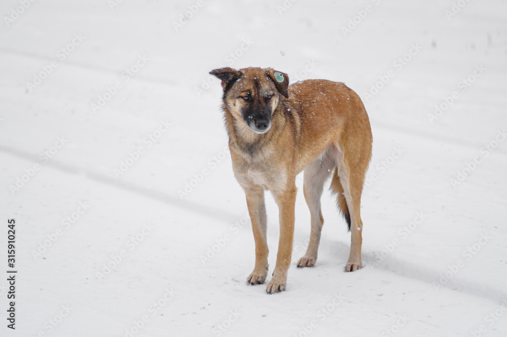Outdoor portrait of yellow mixed-breed, stray dog standing lonely on a snow covered road and looking with hope