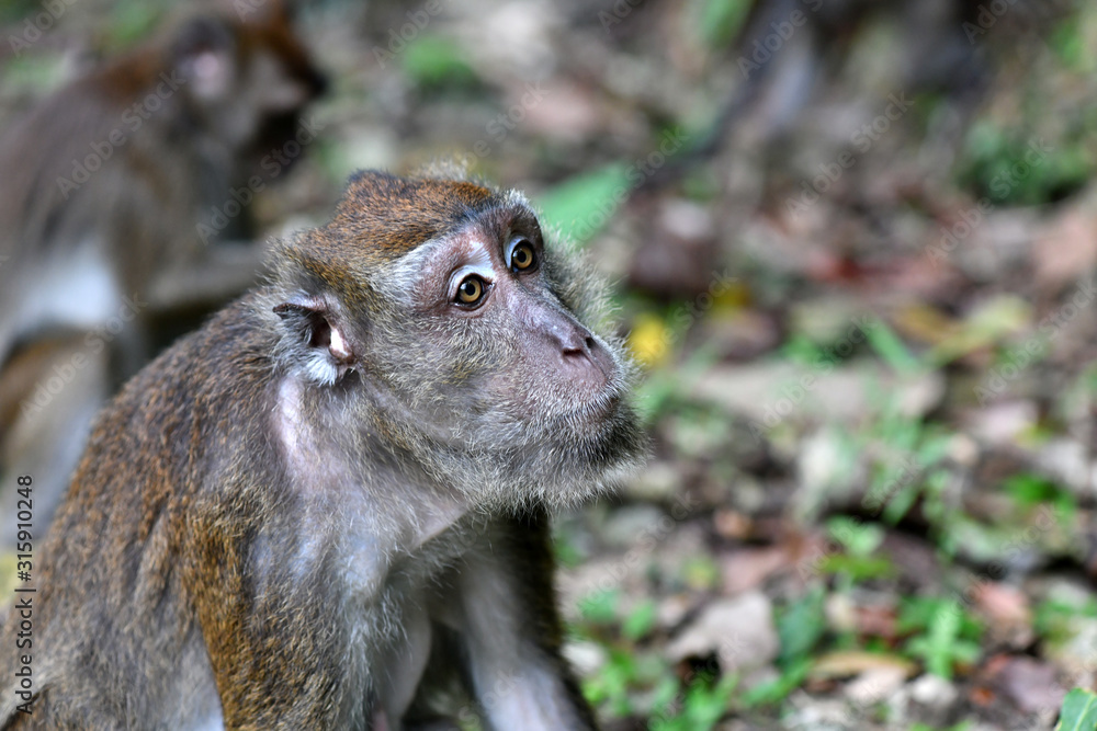 Obraz premium smart-faced gray monkey with a pensive pose