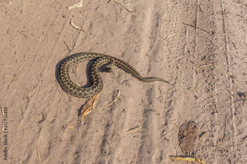 Vipera ursinii lying on a sandy soil at sunny autumnal day and ready to attack