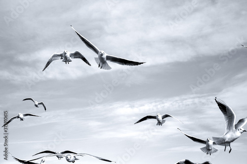 Birds in the sky - a flock of flying seagulls against cloudy sky
