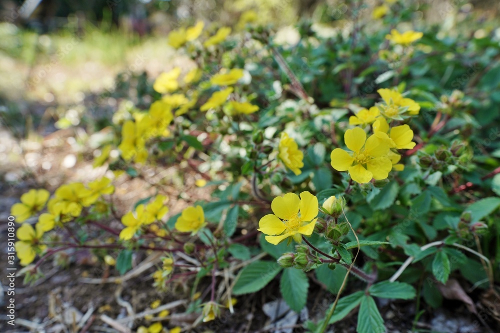 Obraz premium キジムシロの花