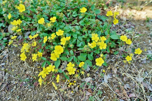 キジムシロの花