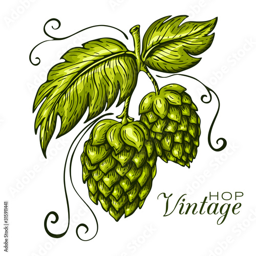 hand drawn green hop plant illustration isolated on white background. vector hops branch with leaves in engraving vintage style. craft beer badge template, pub or eco brewery logo, label concept