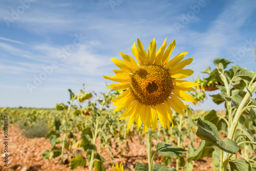 Fototapeta Naklejka Na Ścianę i Meble -  Sunflowers crops growing in a plantation