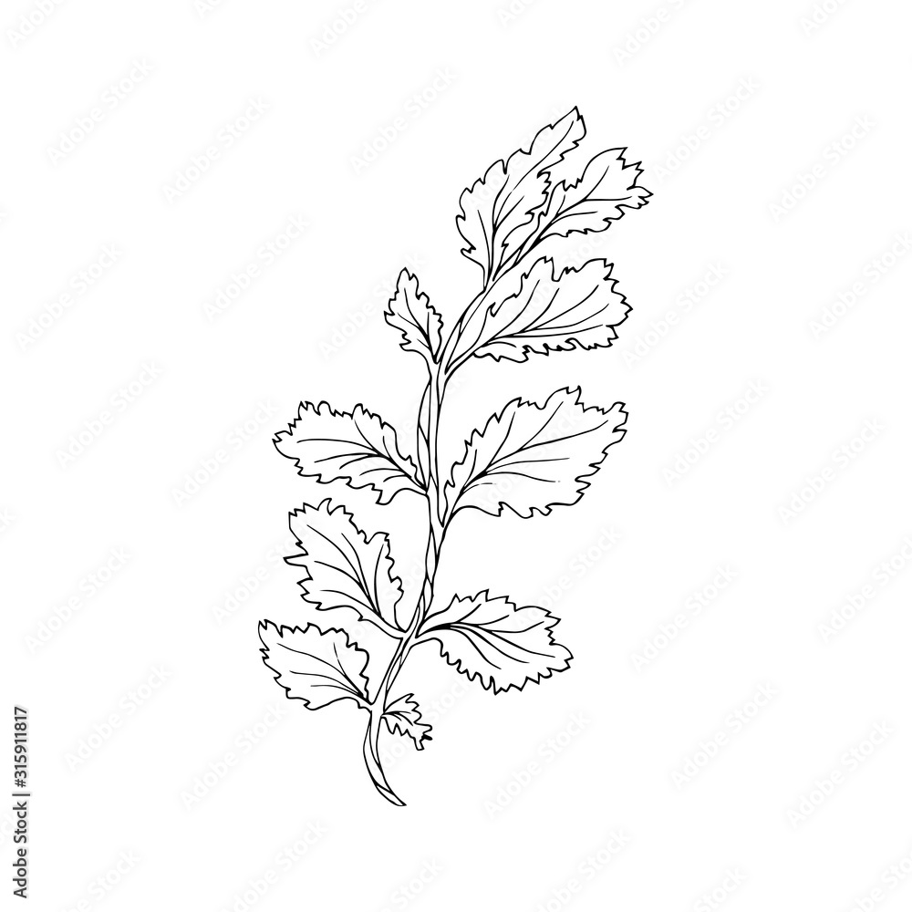 Beautiful monochrome black and white floral vector isolated on background. Hand-drawn flower. Design greeting card and invitation of holiday. Line art vector illustration. Beautiful monochrome black and white floral vector isolated on background. Hand-drawn flower. Design greeting card and invitation of holiday. Line art vector illustration.