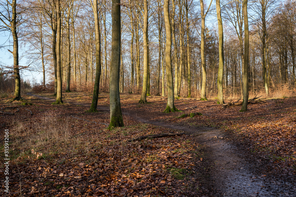 Fototapeta premium Autumn beech forest landscape with spruce trees in the background and a curved foot path going through