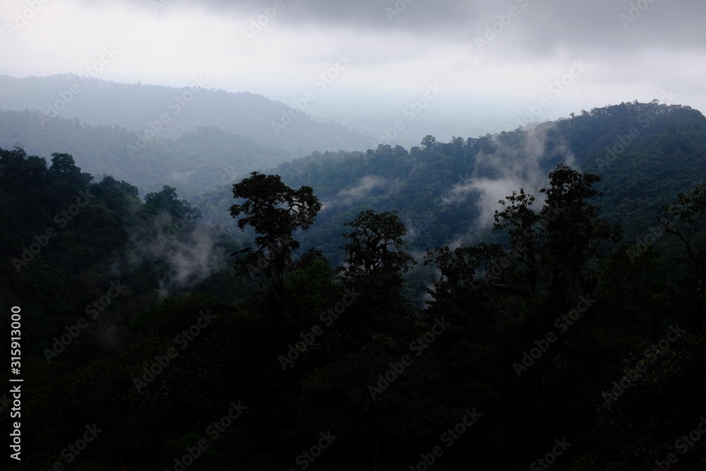 Jungle in the subtropical rainforest in mashpi Ecuador