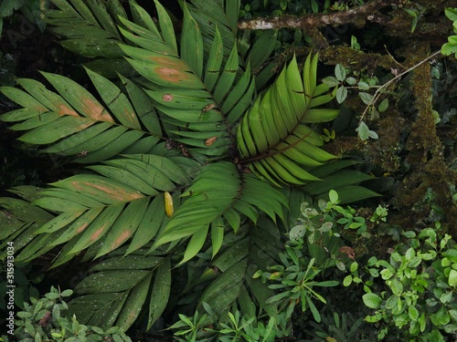 Fototapeta Naklejka Na Ścianę i Meble -  Jungle in the subtropical rainforest in mashpi Ecuador