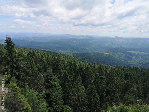 Beautiful view of mountain forest with pine trees at the front and mountains in the background