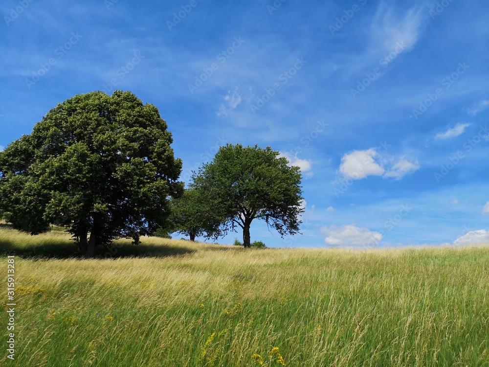 Obraz premium Two beautiful big tree on an open grassy field with blue sky