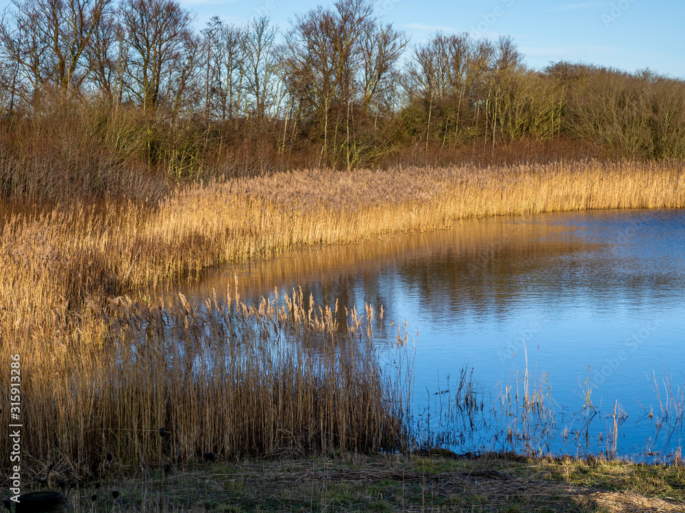 Afternoon light on a reed bed and wetland habitat at Far Ings Nature Reserve, North Lincolnshire, England